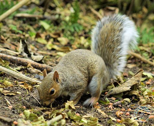 Grey Squirrel 9P51D-194.JPG